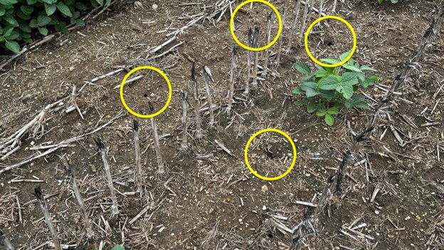 Several entrances to vole burrows in a soybean field.